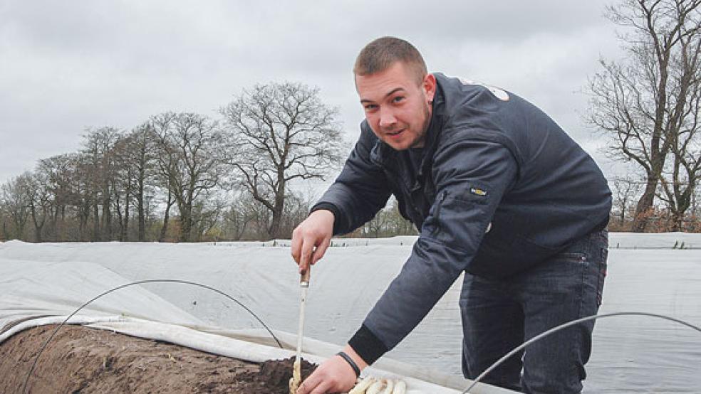 Auf zwei Hektar Fläche baut Daniel Santen am Ortsrand von Diele ganz in der Nähe des Brualer Schloots Spargel an. Seit Donnerstag wird hier das »Königsgemüse« geerntet. © Foto: Hoegen