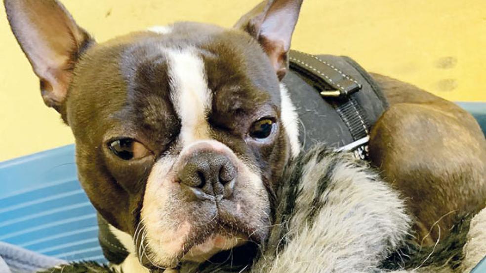 »Max« sucht ein neues liebevolles Zuhause. © Foto: Tierschutz