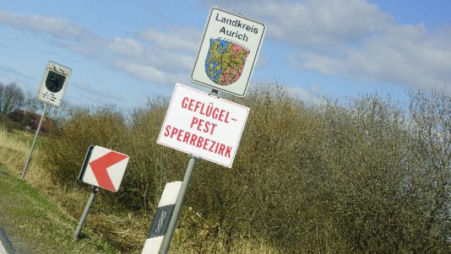 Verdacht bestätigt: Vogelgrippe im Kreis Aurich