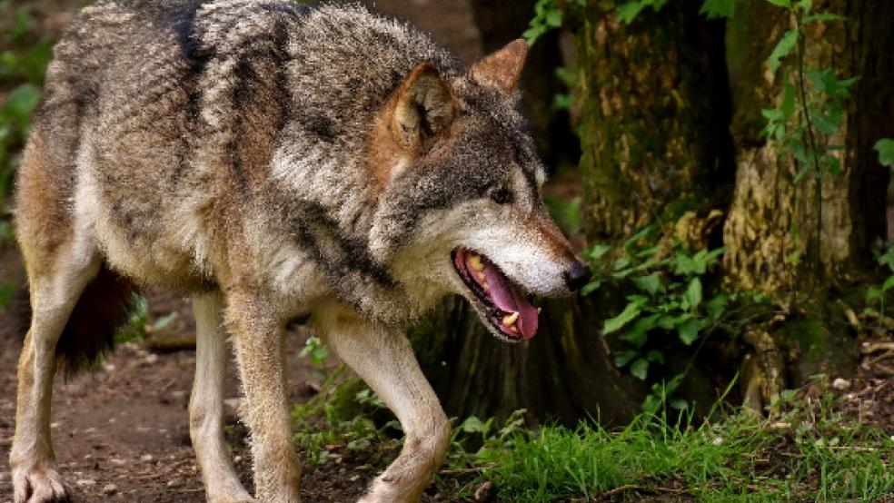 Ein Wolf hat in Mitling-Mark offenbar mehrere Schafe getötet und verletzt. © Pixabay