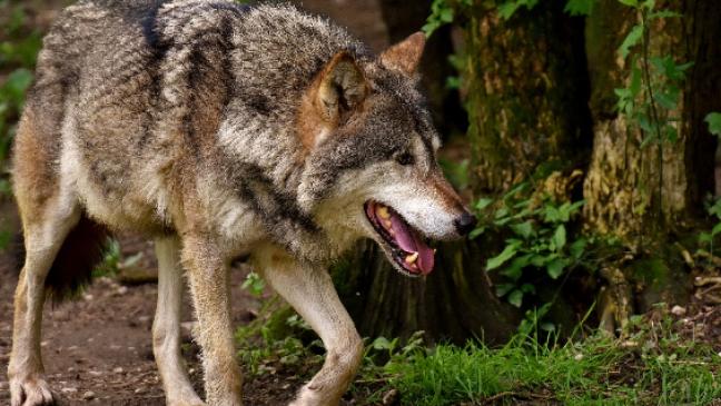 Wolf reißt mehrere Schafe am Emsdeich