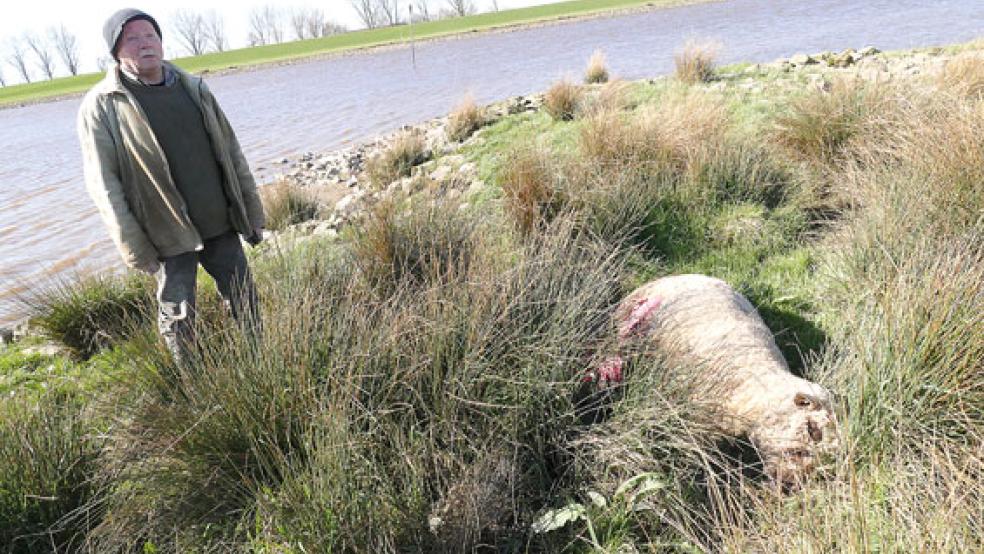 Deichschäfer Heinz Kemper fand am Sonntag etliche tote und verletzte Schafe am Deich in Mitling. © Foto: Wieking