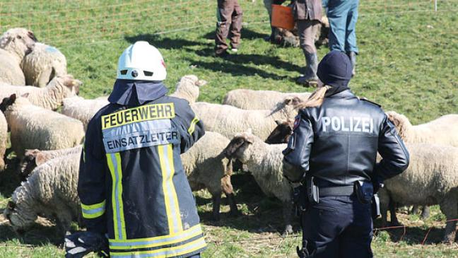 Zehn Schafe und zwei Lämmer gerissen