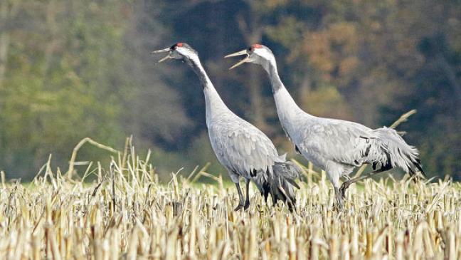 Wieder mehr Kraniche in Ostfriesland