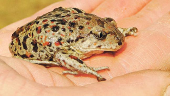 Sprengplatz wird Lebensraum