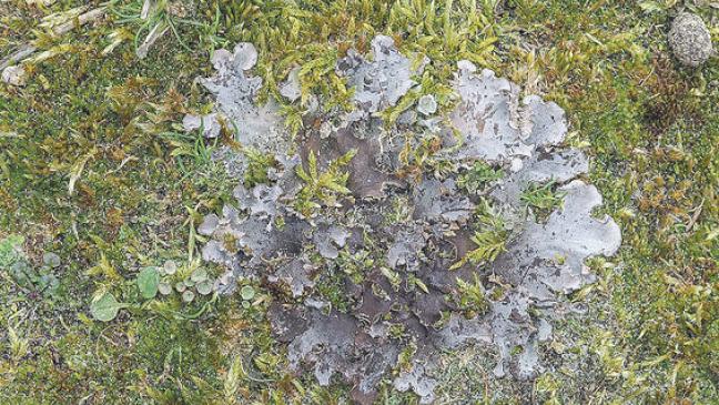 »Hamsteröhrchen« kleine Sensation