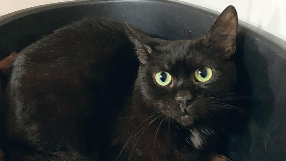 Kater Götz ist anderen Katzen gegenüber eher schüchtern.  © Foto: Tierschutz Rheiderland