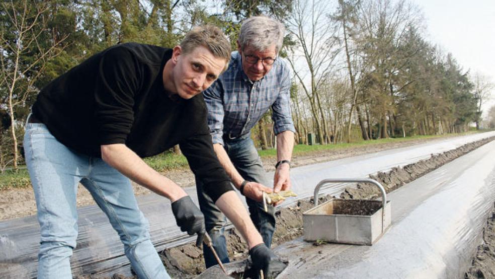 Setzen bei der Spargelernte überwiegend auf einheimische Erntehelfer: Thomas und Heinz Kampen aus Surwold im nördlichen Emsland.  © Archivfoto: Gonzalez-Tepper