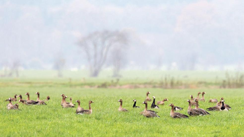Bläss- und Weißwangengänse bei der Rast auf Grünland.  © Foto: Gerd-Michael Heinze