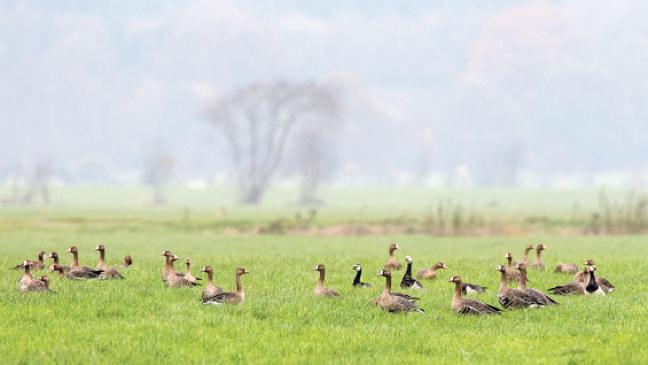 Auch in diesem Jahr Geld für Landwirte