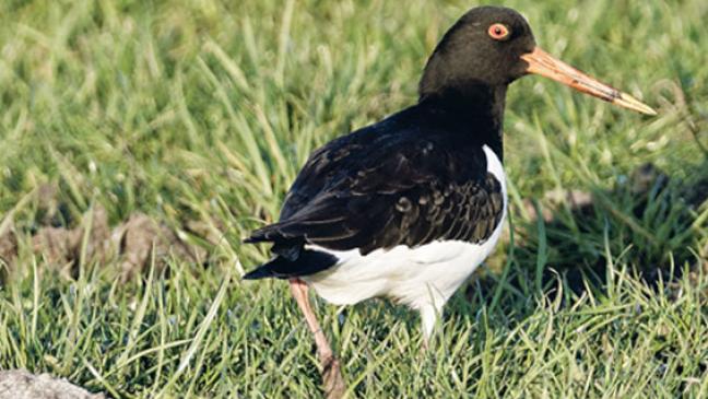 Austernfischer zieht es ins Binnenland