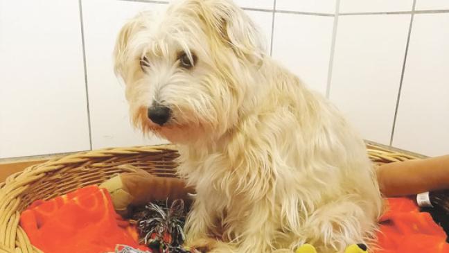 Hundedame »Peggy« sucht eine neue Familie