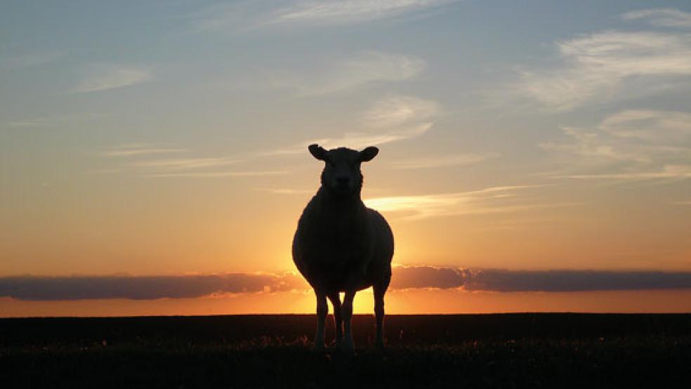 Unbekannte haben in Papenburg ein Schaf getötet. Die Polizei sucht nach Zeugen.  © Foto: pixabay