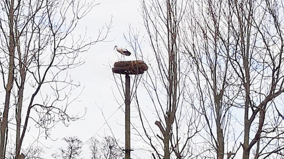 Ist er gekommen, um zu bleiben? Nach 19 Jahren nistet wieder ein Storch in Wiegboldsbur. © Foto: Feuerwehr