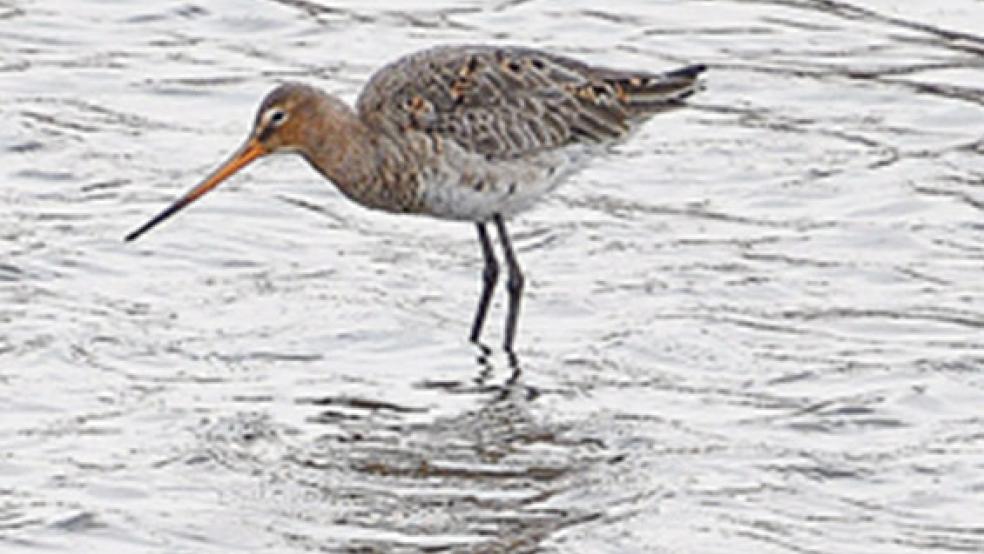 Die Uferschnepfe - hier im Naturschutzgebiet »Holter Hammrich« - ist das größte Sorgenkind. © Fotos: NLWKN