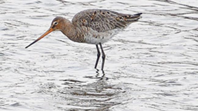 Auf der Suche nach Uferschnepfe und Kiebitz