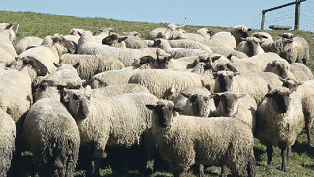 Die Schafherden am Deich schützen