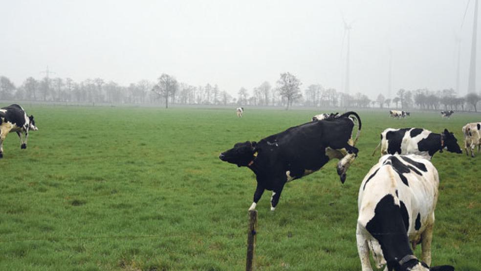 Freudensprünge: Kühe haben doch Temperament, wenn sie nach dem Winter das erste Mal auf die Weide dürfen. © Foto: Maren Ziegler
