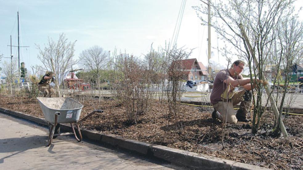 Mit Einsatz von viel Wasser und Muskelkraft legten Nadine Froschauer und Kelvin Hommersen von der Firma »Der Landschaftsgärtner« gestern ein rund 70 Meter langes Beet mit Sträuchern am Alten Hafen in Weener an. © Foto: Hoegen