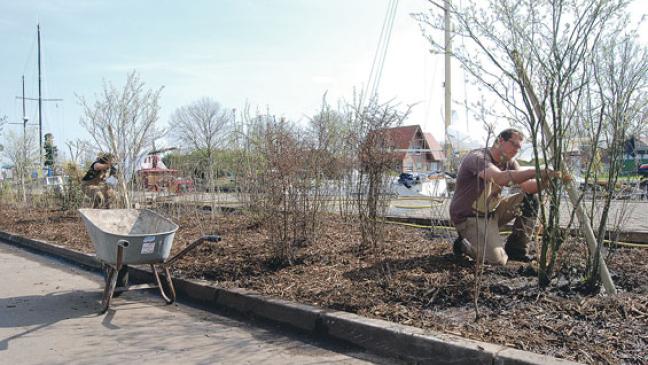 Blühende Sträucher am Alten Hafen