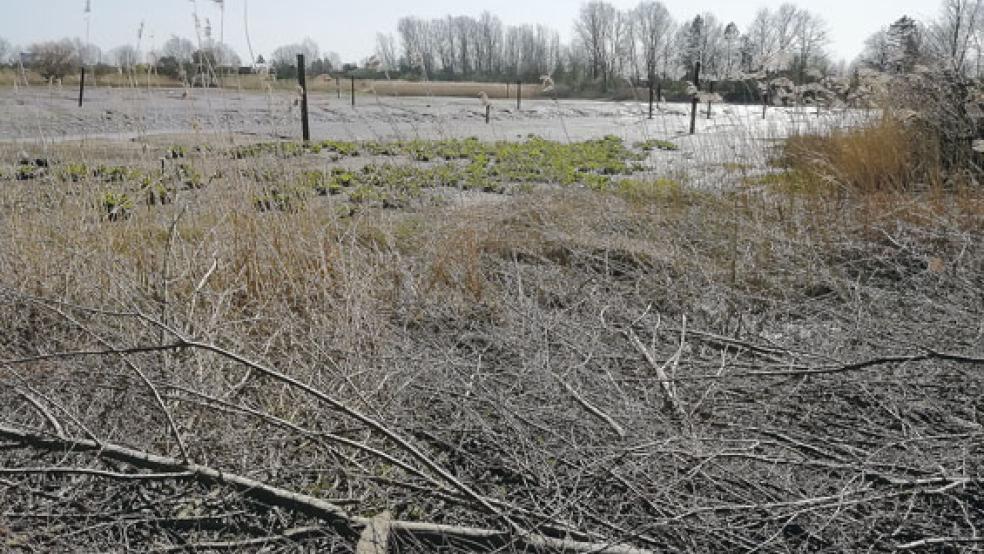 Dalben ragen aus dem Schlick: Der einstige Yachthafen der »Ems-Marina« in Bingum bietet ein trostloses Bild. © Fotos: Szyska