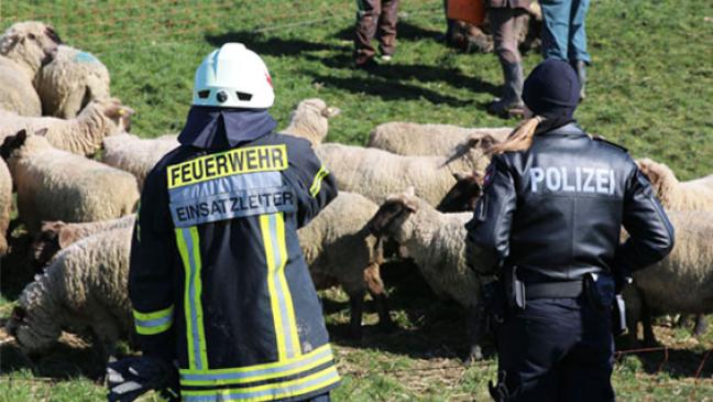 Tote Schafe am Deich: Es war ein Wolf