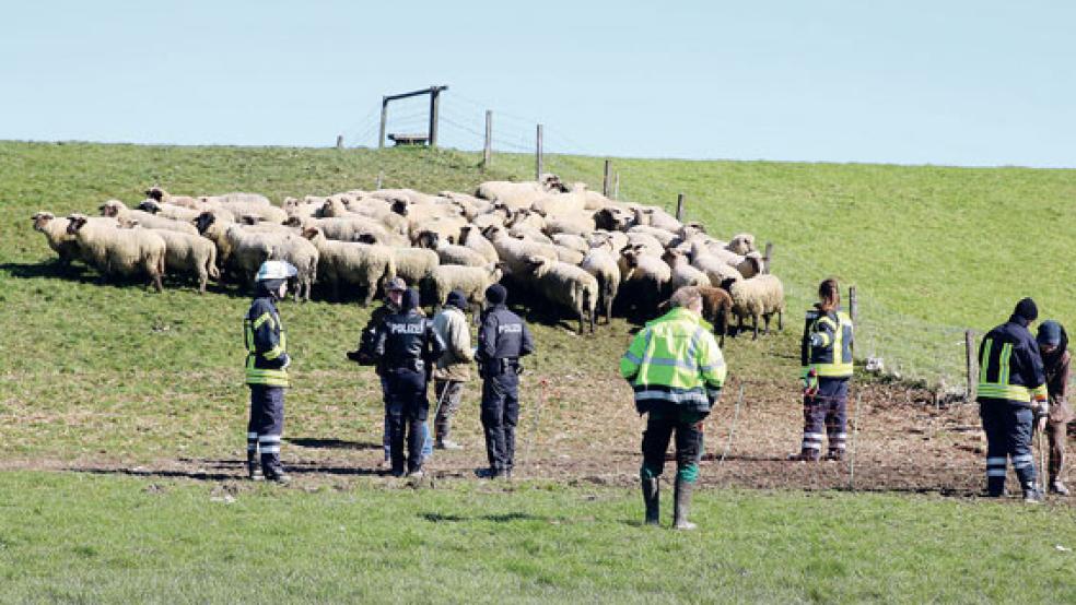 In Mitling waren Feuerwehr und Polizei im Einsatz, um wo möglich noch Schafe zu retten. Ein Wolfsriss ist seit Donnerstag offiziell bestätigt. © Foto:Loger
