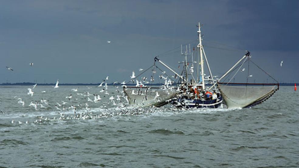 Mehrere Krabben-Erzeugergemeinschaften haben sich entschlossen vorerst einen Fangstopp einzulegen und keine Krabben mehr einzuholen. © Foto: pixabay