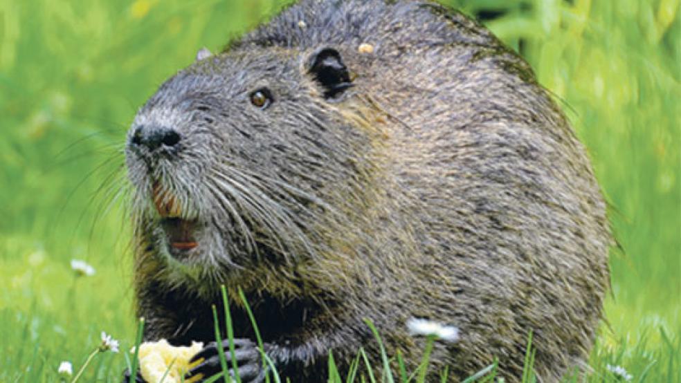 Nutrias sind eine Gefahr für Deiche und Uferböschungen. Im Rheiderland wurden im vergangenen Jagdjahr 253 der Nagetiere erlegt. Außerdem wurden von den Jägern im Rheiderland unter anderem 486 Graugänse in 2019/20 geschossen. © Foto: Pixabay