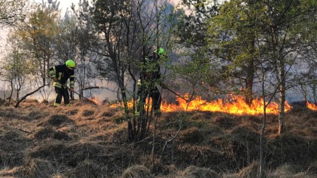 Moorbrand in Aschendorf auf vier Hektar