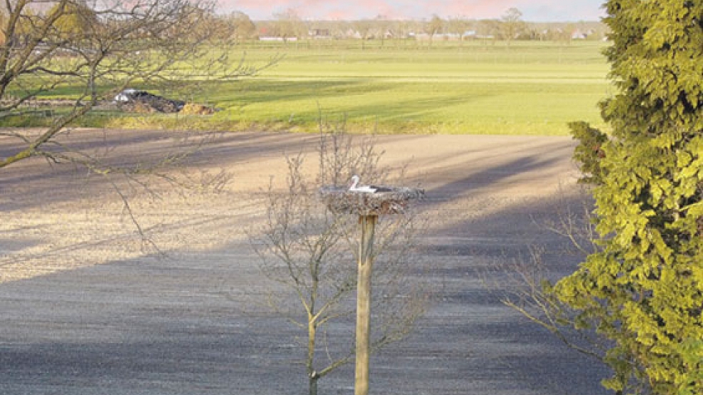 Ein Nest am Karkpad in Wymeer ist seit dem 18. März mit einem Storchenpaar besetzt. © Bruins