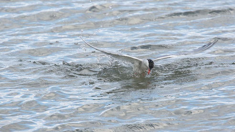 Eine Flussseeschwalbe taucht mit einem erbeuteten Fisch aus dem Wasser auf.  © Foto: Zwoch