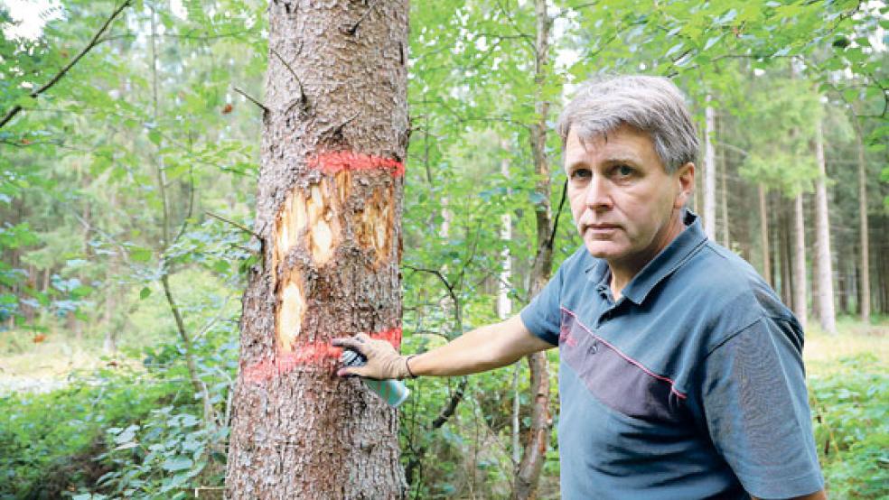 Im vergangenen Jahr wurden etliche Bäume markiert, die gefällt werden sollten. Revierförster Gerd Dählmann und sein Team untersuchten Baum für Baum auf einen möglichen Borkenkäferbefall. War ein Baum betroffen, musste er gefällt werden. © Archivfotos: Banik