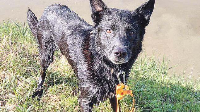 »Wasserhund« Snobbi sucht ein Zuhause