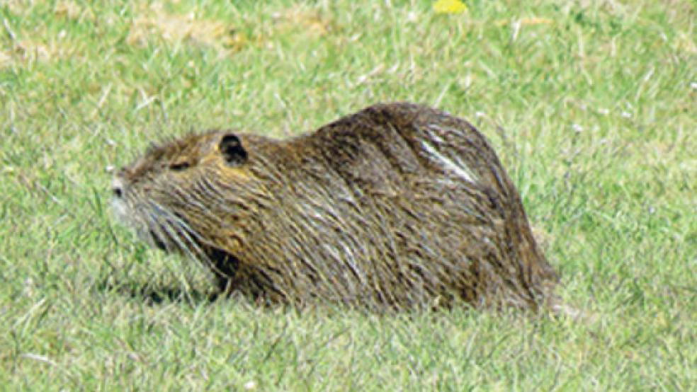 Detlef Kolhoff konnte im Stapelmoorer Hammrich ein Nutria beobachten.  © Foto: Detlef Kolthoff