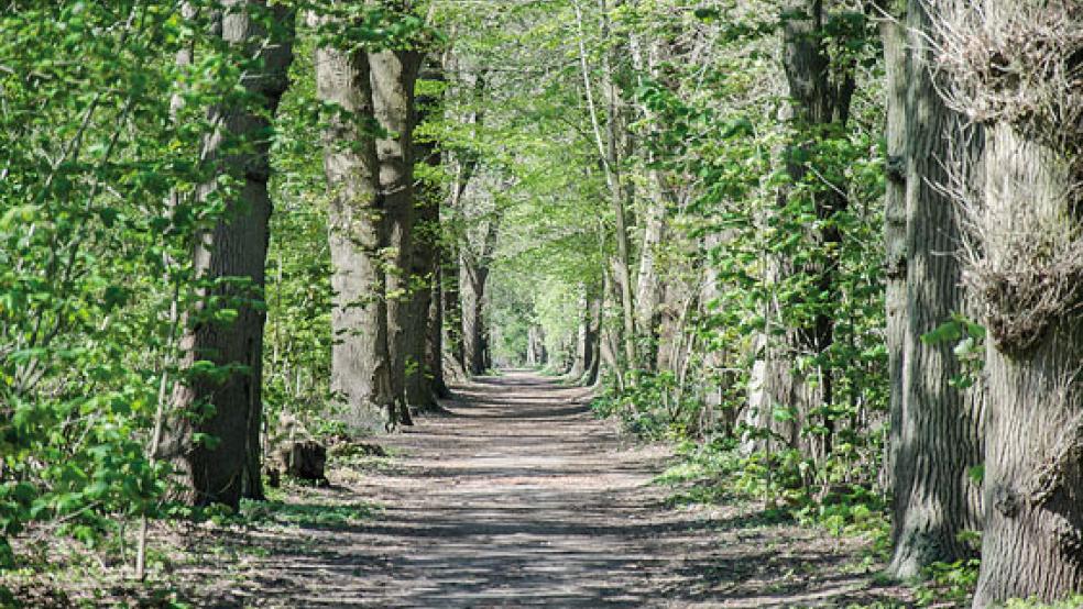 Grüne Pracht: Majestätisch erheben sich die Stämme der alten Eichenallee. Sie stellt ostfrieslandweit eine Besonderheit dar. © Fotos: Hanken