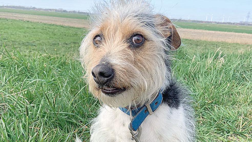 »Sammy« sucht ein neues Zuhause. © Foto: Tierschutz