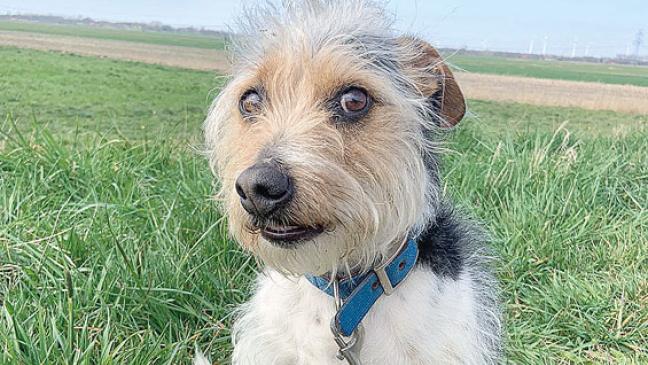 »Sammy« hat sehr viel Energie