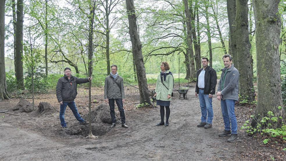 Ortstermin im Park: Auf dem Foto links Reno Hinrichs, er hält eine Linde, von der Fima »GaLabau Hinrichs« aus Stenfelde. Neben ihm Projektleiter Werner Klöver, Bürgermeisterin Beatrix Kuhl, Thorsten an Wahden von der Firma Baumpflege van Wahden und Stefan Sander von der Bürogemeinschaft S4 aus Rhauderfehn. © Foto: Wolters