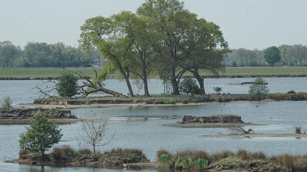 Im östlichen Bereich, dem »Alten Tief«, erstreckt sich eine ungenutzte Niederungslandschaft mit einem Mosaik aus Gewässern, Flachwasserzonen, Röhrichten und Gehölzen. © Foto: Szyska