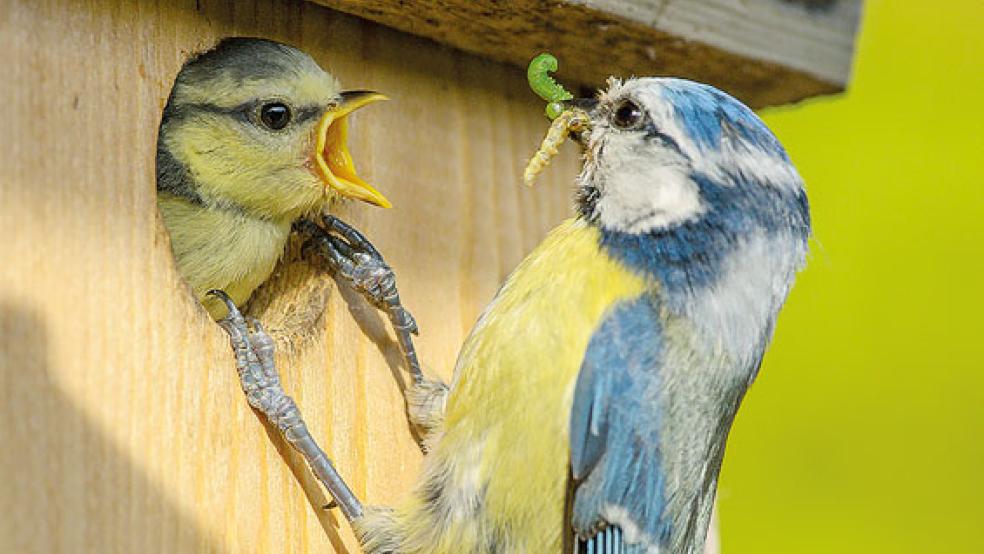 Aktuelle Zwischenstände sind ab dem ersten Zähltag auf www.stundedergartenvoegel.de abrufbar und können mit vergangenen Jahren verglichen werden. © Foto: Priemer (NABU)