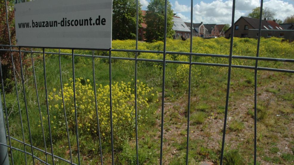 Eine gelbe Blütenpracht prägt zurzeit das Bild auf dem brach liegenden Grundstück an der Ortsdurchfahrt in Bingum. © Foto: Szyska
