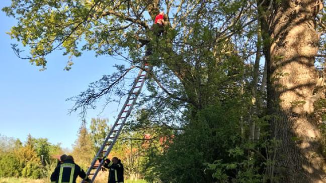 Feuerwehr holt Kind von Baum