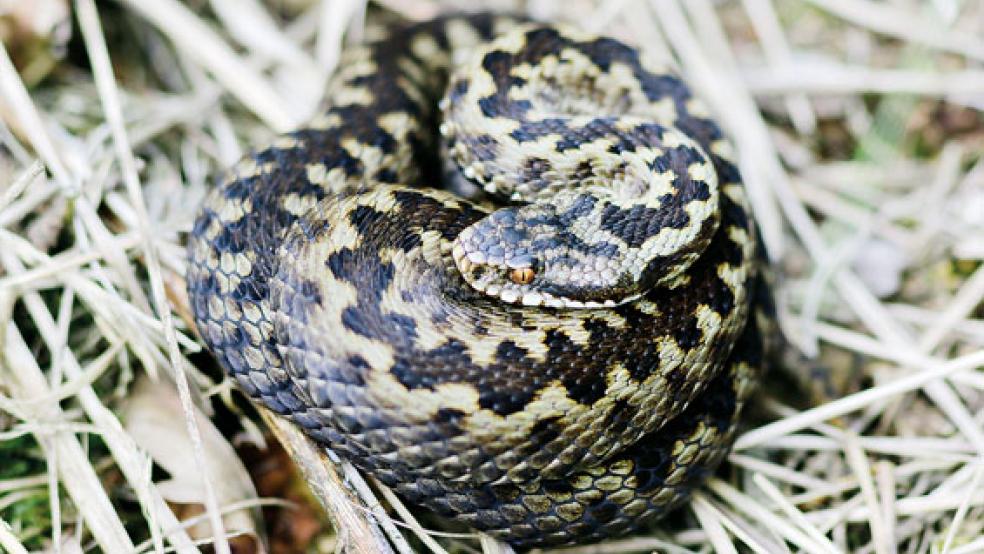 Eine scheue Schlange: Der NABU ruft dazu auf, Kreuzotter-Beobachtungen im Naturschutzgebiet »Ewiges Meer« zu melden. © Foto: Manfred Helmerichs