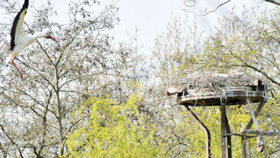 Im Anflug: Auf dem Nest neben dem Schützenhaus in Diele wird gebrütet. In unmittelbarer Nachbarschaft befinden sich zwei weitere Storchen-Nester. © Foto: Lindemann