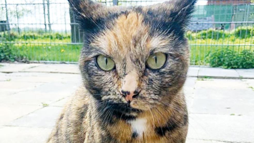 »Mabel« wartet im Tierheim in Stapelmoor auf ein neues Zuhause. © Foto: Tierschutz