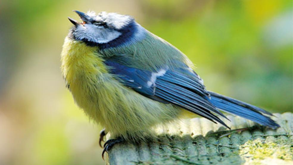 Erkrankte Blaumeise. Entgegen dem bundesweiten Trend bleibt der Bestand in Ostfriesland konstant. © Foto: NABU