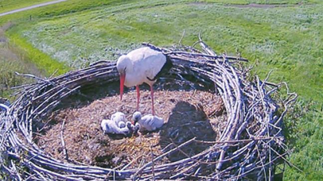 Die »Hesse-Fünflinge« stellen sich vor