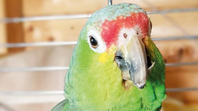 »Pedro« ist im besten Alter