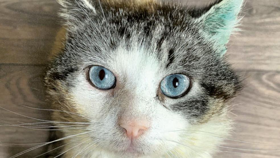 Kater »Marley« sucht ein neues Zuhause. © Foto: Streunerkatzen